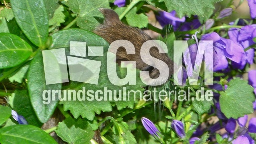 Hausmaus_4.jpg